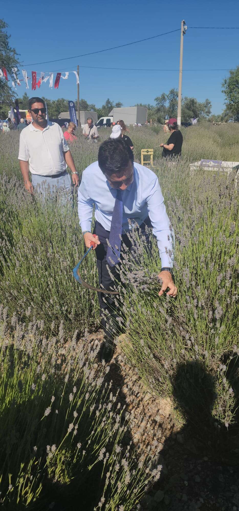 Muğla'da Koku Vadisi Lavanta Hasat Şenliği Coşkusu Başkan Ahmet Aras: "Bu Koku Üreten Muğla'nın Kokusudur" 2